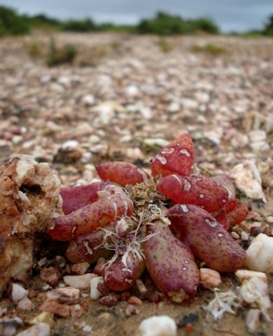 Diplosoma retroversum leaves red